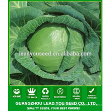 NC03 Mesy hybrid seeds cabbage producer